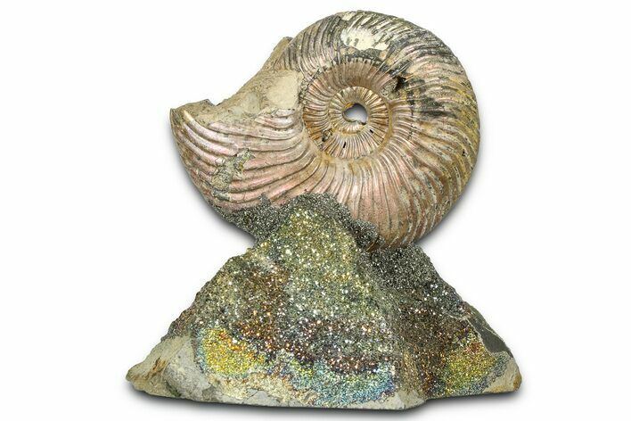 Iridescent Pyritized Ammonite (Quenstedticeras) Fossil Display #368835
